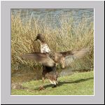 Anas platyrhynchos - Laufente 06.jpg